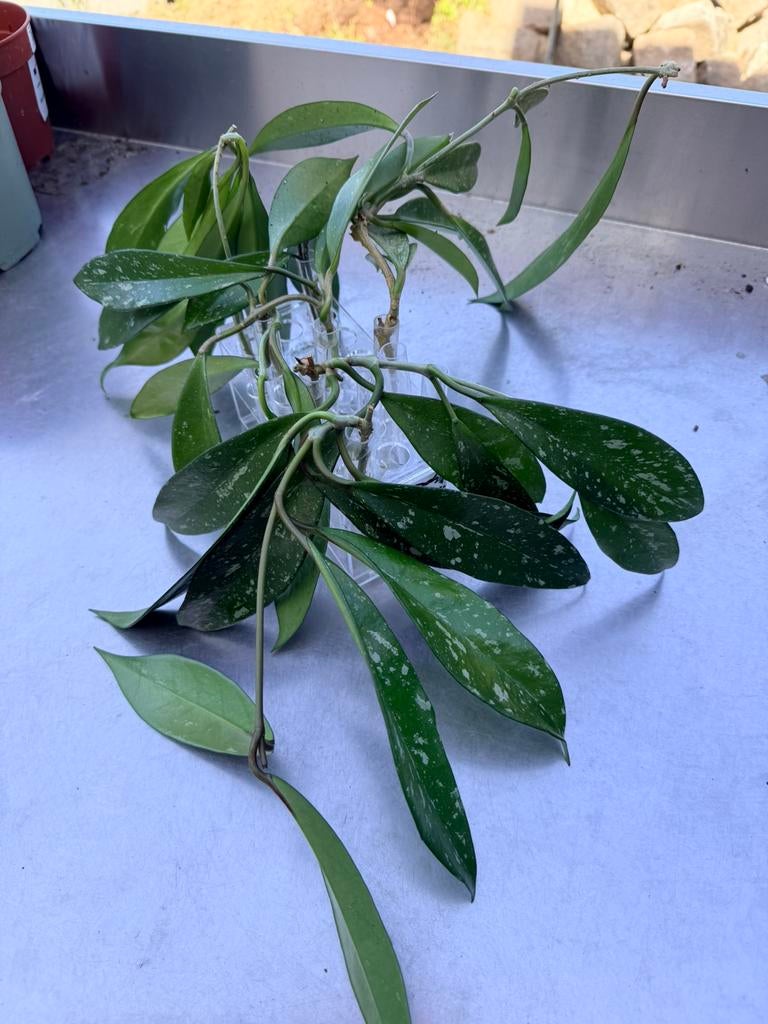 Hoya publicalyx silver splash, Huis en Inrichting, Kamerplanten, Ophalen
