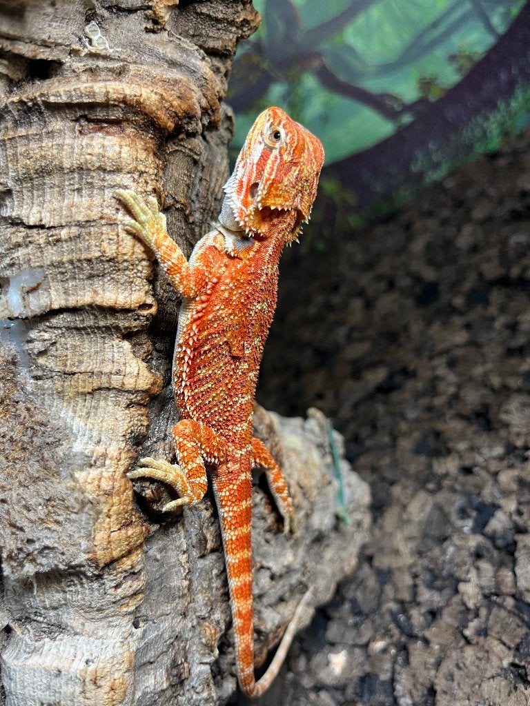 Pogona vitticeps dark red hypo het trans, Animaux & Accessoires, Lézard, Domestique, 0 à 2 ans