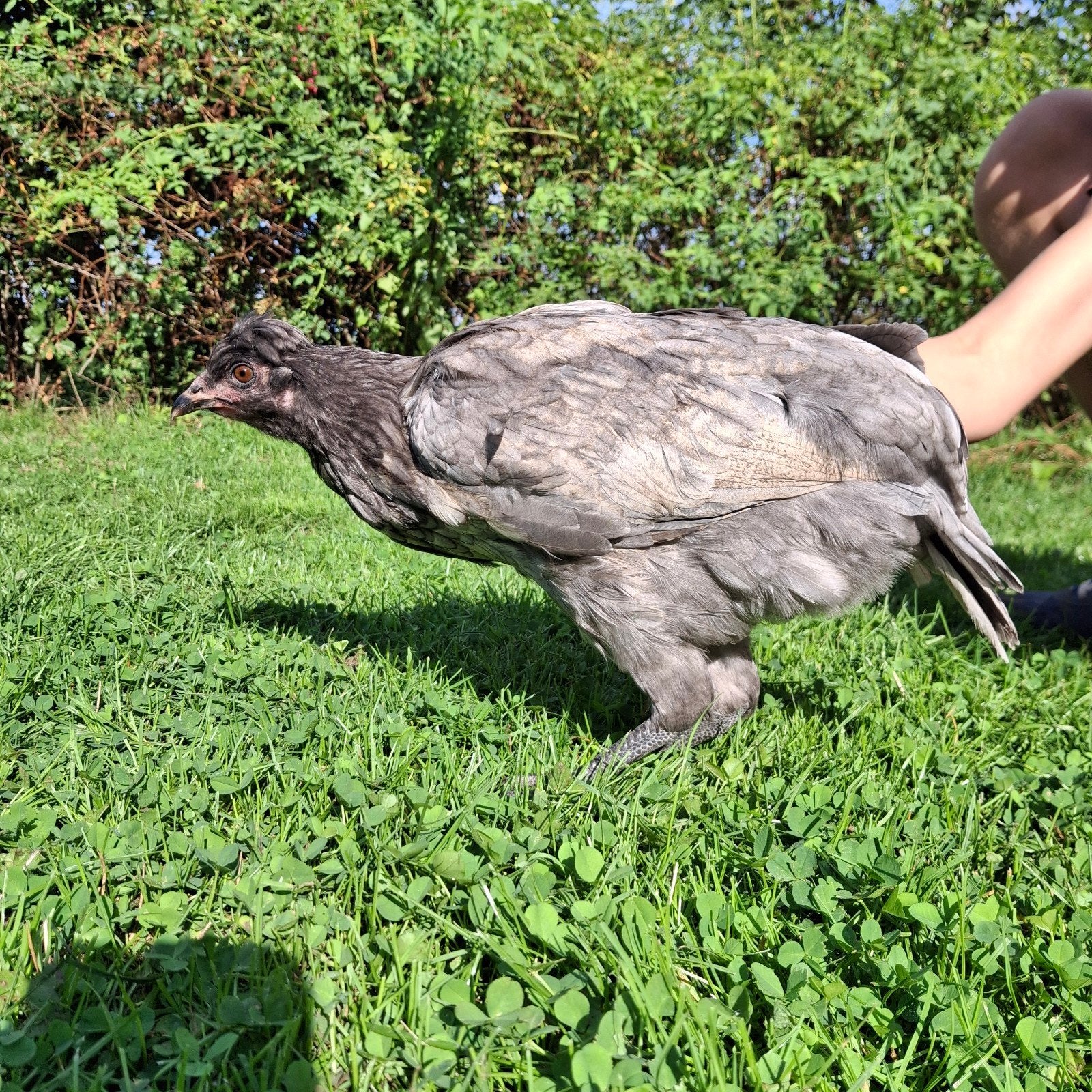 grijze kip, Dieren en Toebehoren, Kip