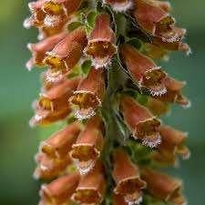 Digitalis Parviflora, Ophalen, Halfschaduw
