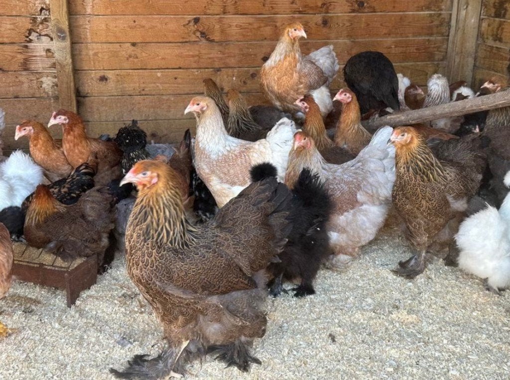 Brahma kippen te koop: patrijskleur, Plusieurs animaux, Poule ou poulet