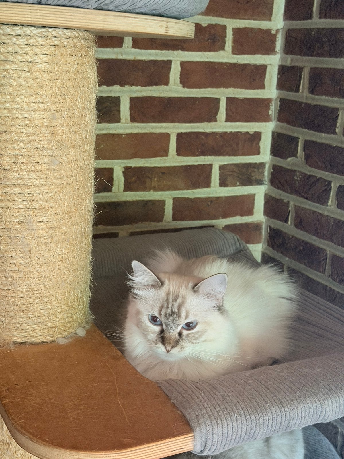 Ragdoll, Dieren en Toebehoren, Katten en Kittens | Dekkaters, 0 tot 2 jaar