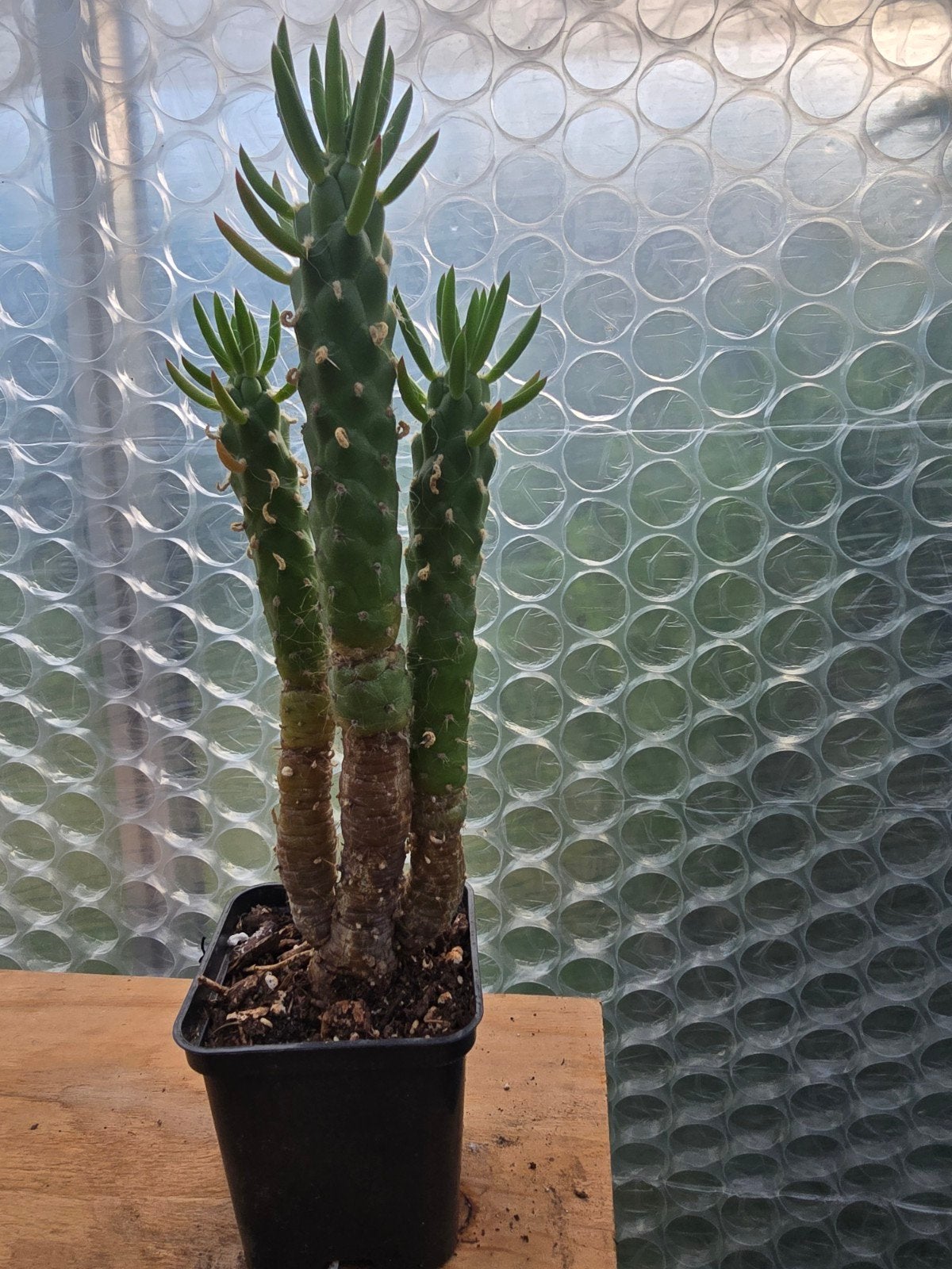 austrocylindropuntia cactus, Ophalen of Verzenden, Cactus