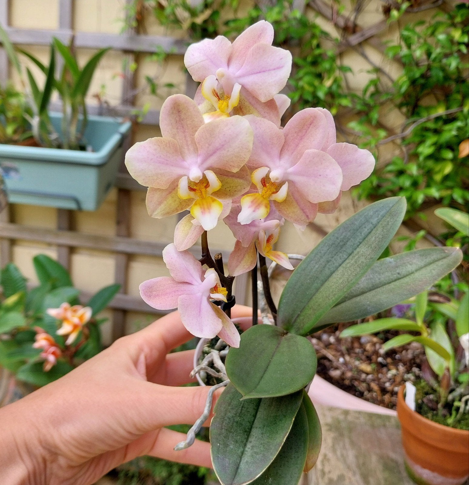 Geurige Orchidee Phalaenopsis "Perfume Factory" 'Scentsation, Enlèvement ou Envoi