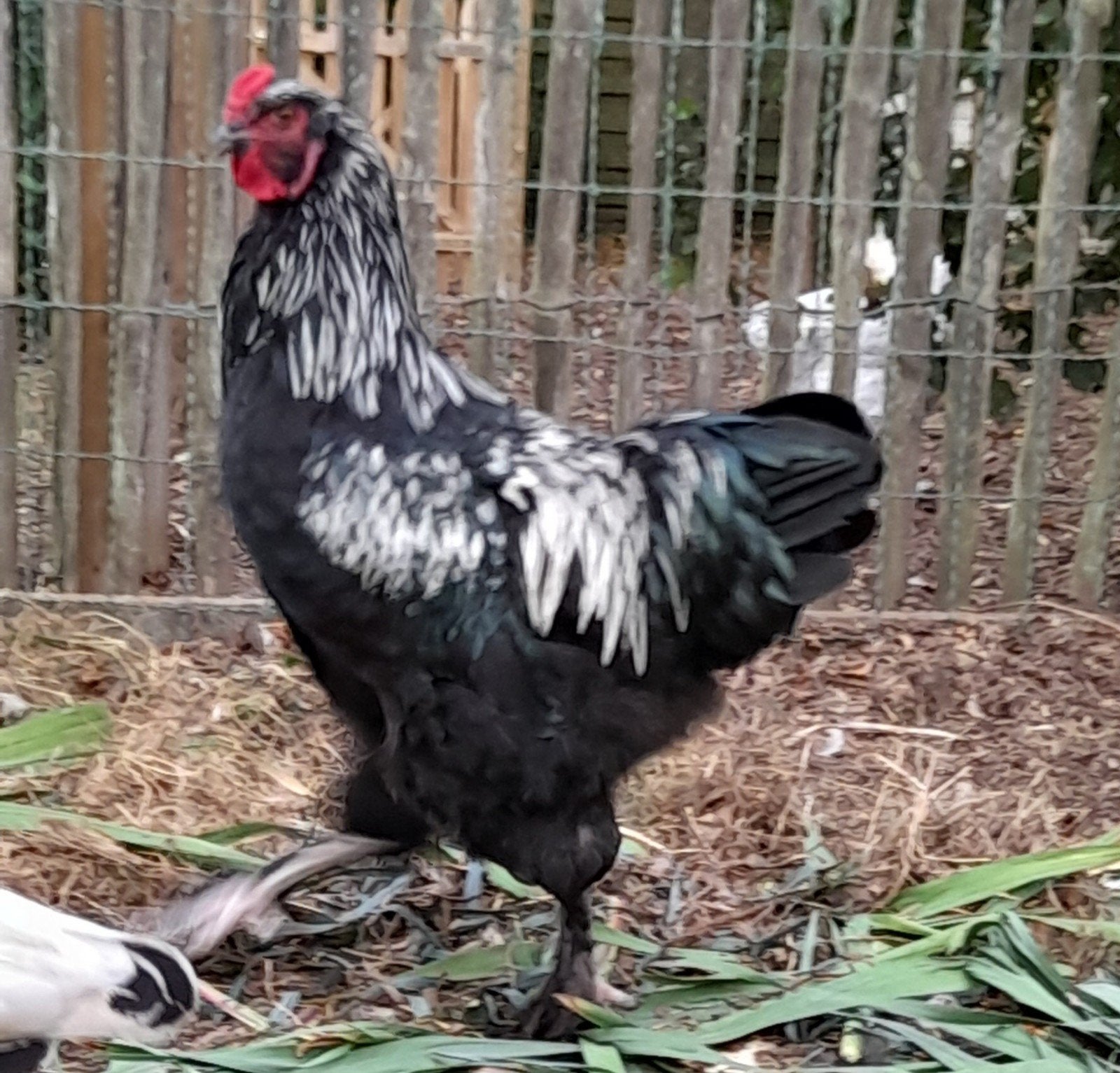 Jonge grote haan, Dieren en Toebehoren, Mannelijk, Kip