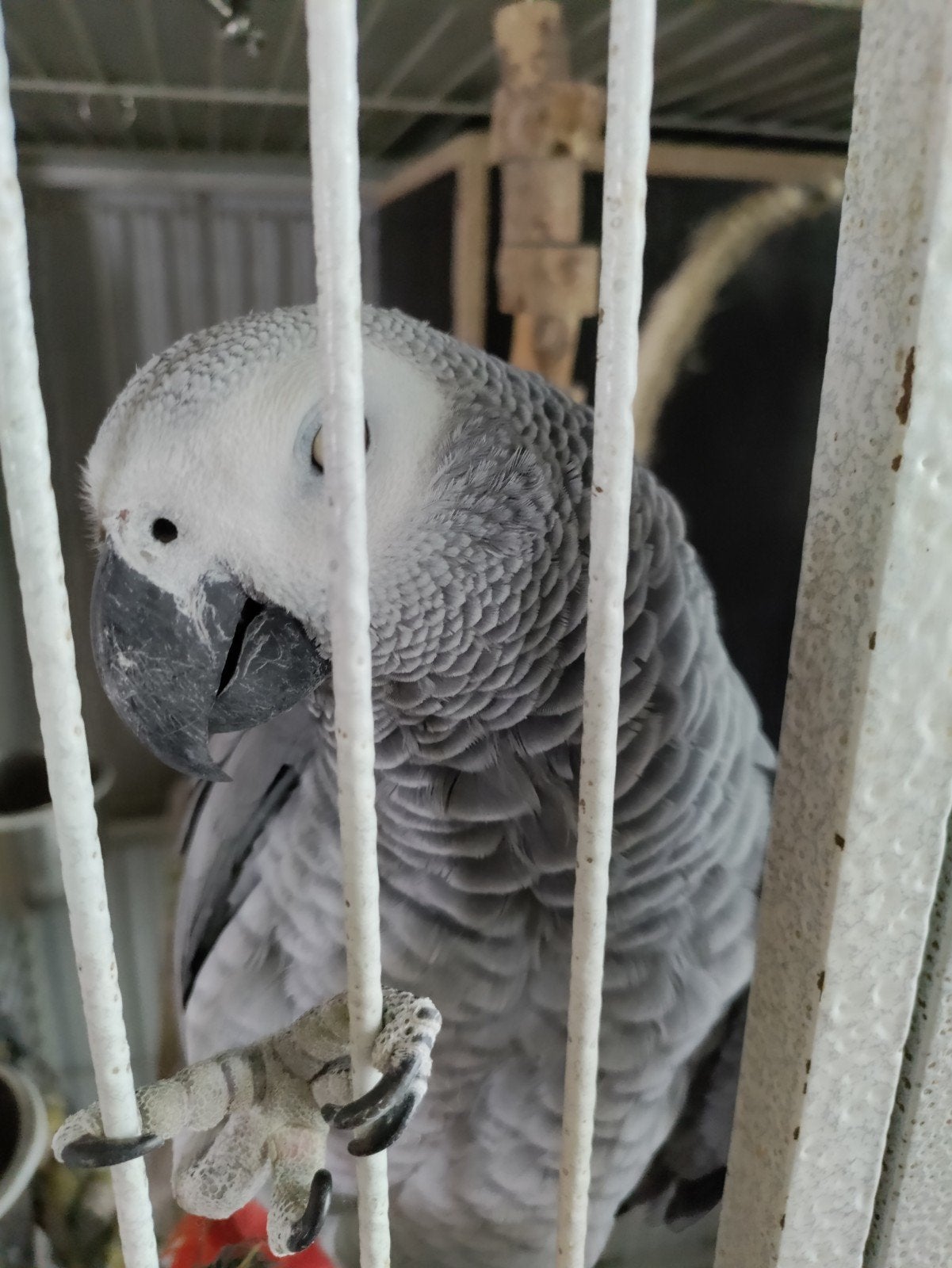 koppel handtamme grijze roodstaart, Meerdere dieren, Papegaai, Pratend