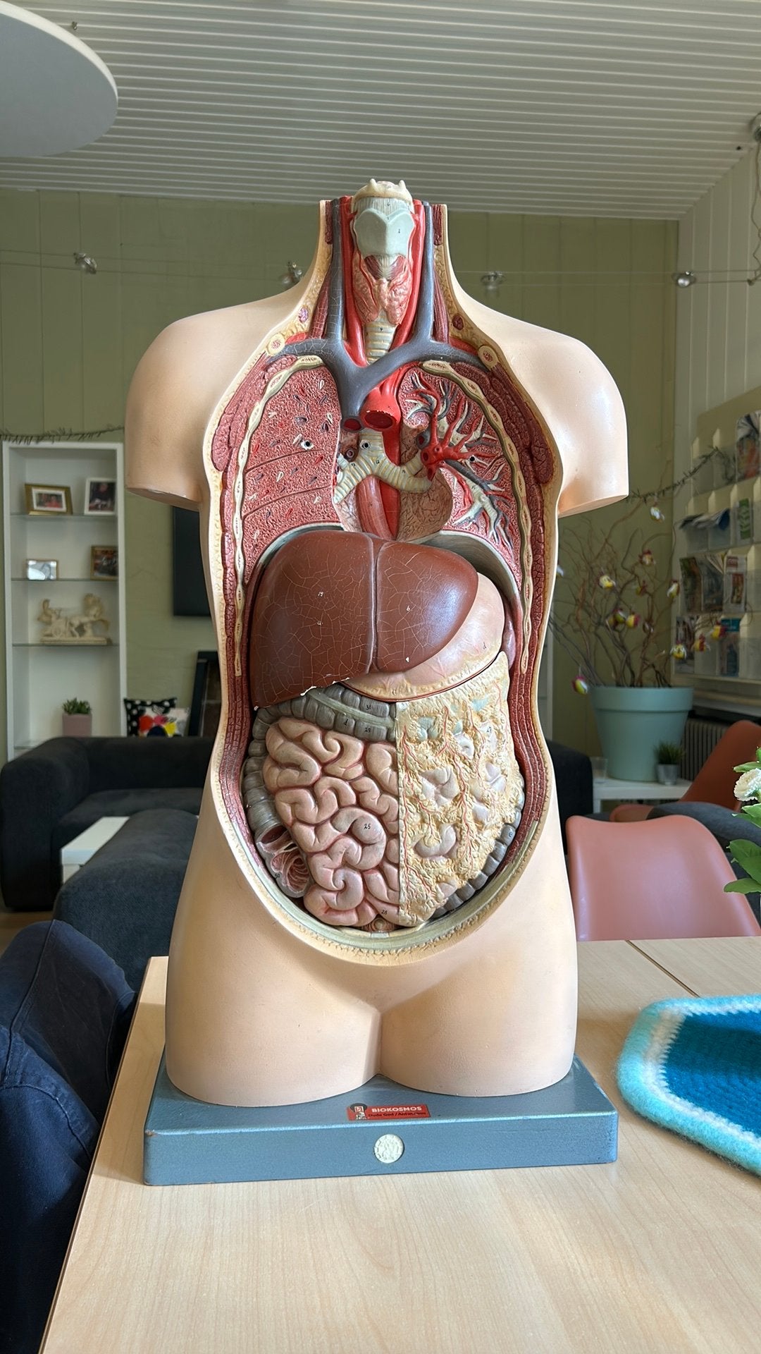 Torso mens, Enlèvement, Nature et Biologie