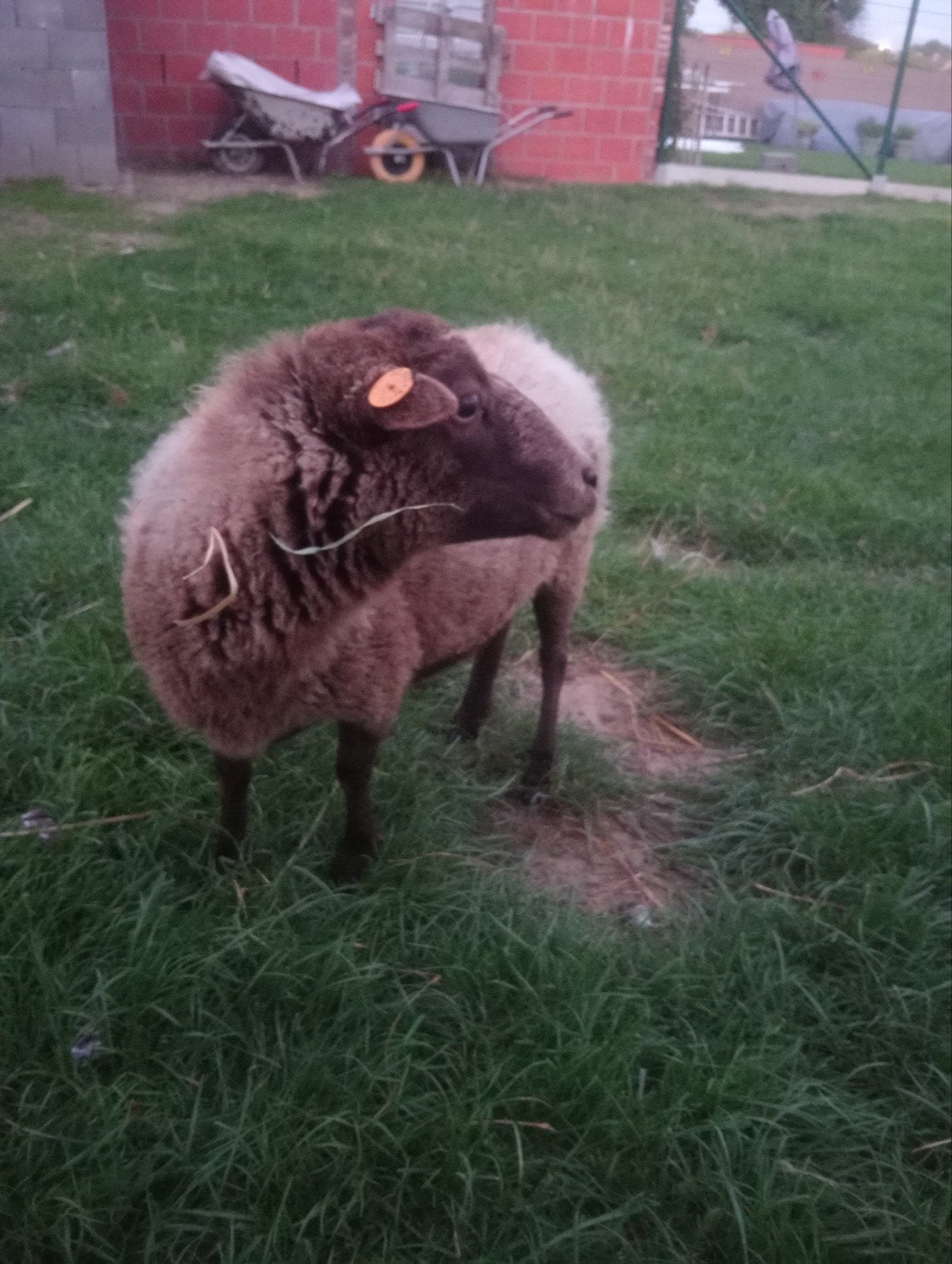ouessant schaap
