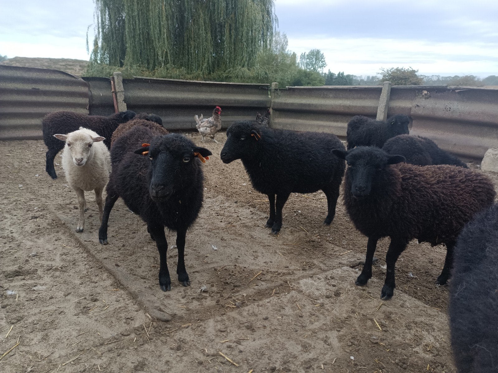 Ouessant ooitjes van 2026 beschikbaar,  3 zwarte en 1wit., Femelle, Mouton, 0 à 2 ans