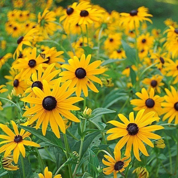 Rudbeckia goldsturm of Gele Zonnehoed, Tuin en Terras, Ophalen, Vaste plant, Volle zon