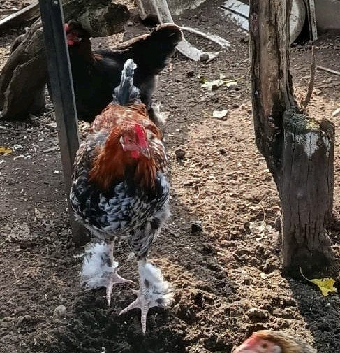 3 easter egger hanen (gekleurde eieren) 8€/st