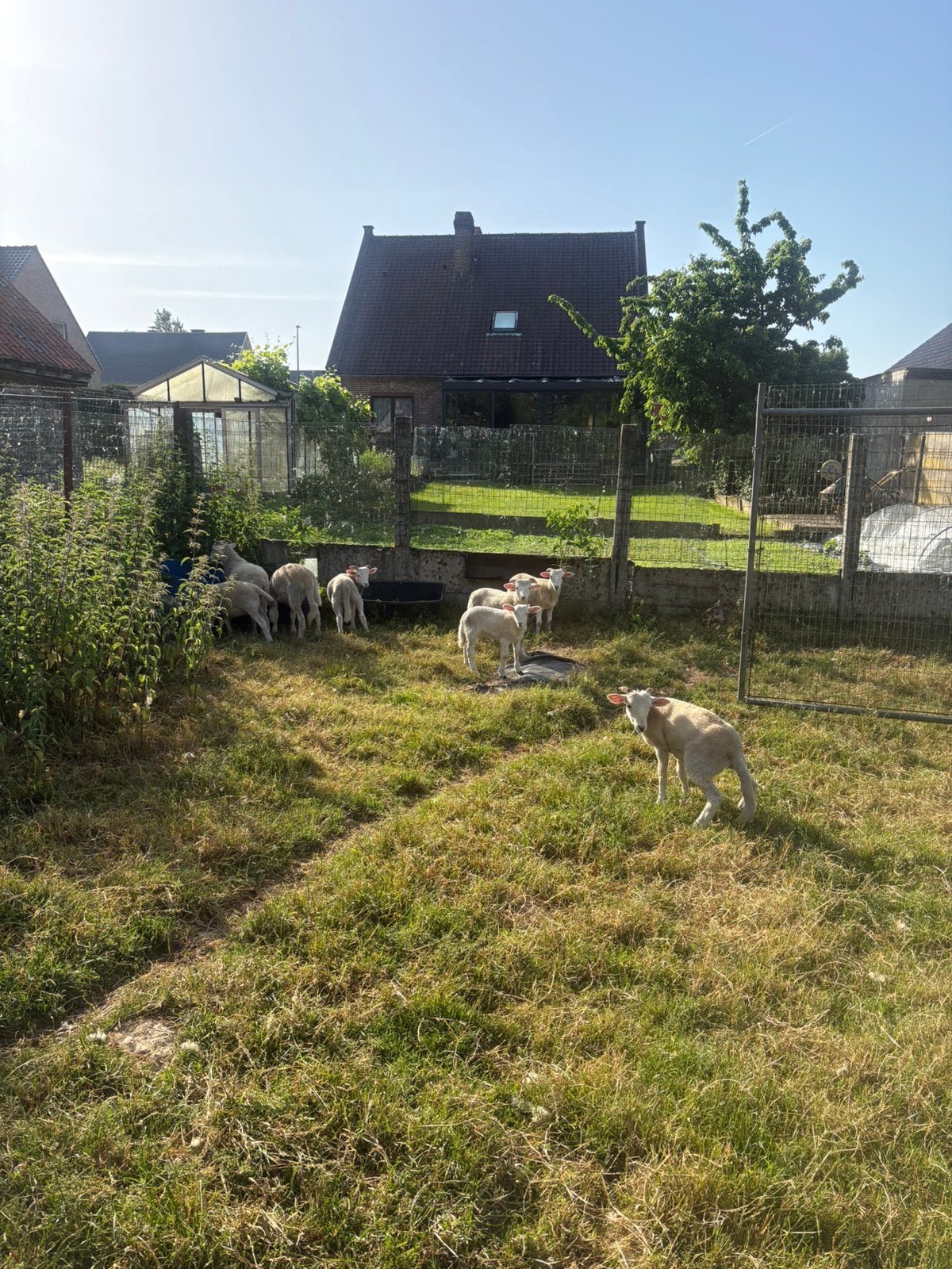 Lammen wiltshire horn ooien, Meerdere dieren, Schaap, 0 tot 2 jaar