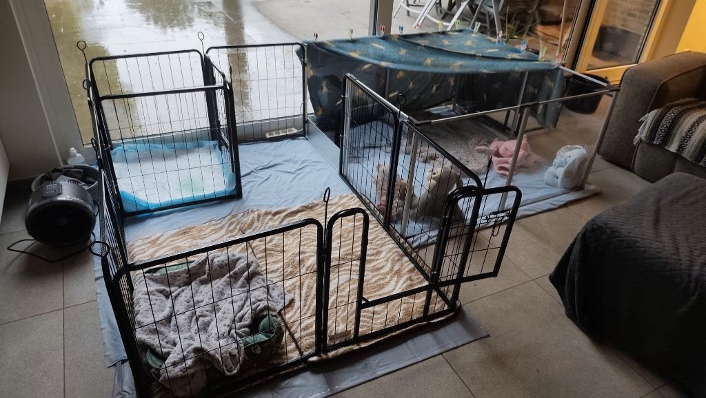 Bingopaw werpkist puppyren hondenren rechthoekig, Dieren en Toebehoren, Ophalen, 110 cm of meer, Minder dan 65 cm, Hondenhok