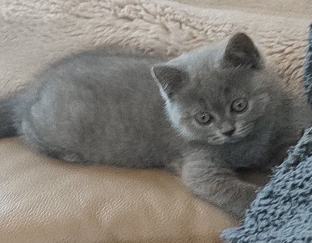 Brits Korthaar kitten, Dieren en Toebehoren, Poes, Gechipt, 0 tot 2 jaar