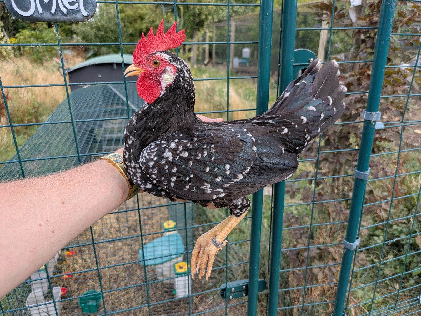 Anconakrielen blauw, zwart en rood witgepareld, Dieren en Toebehoren, Pluimvee, Meerdere dieren, Kip