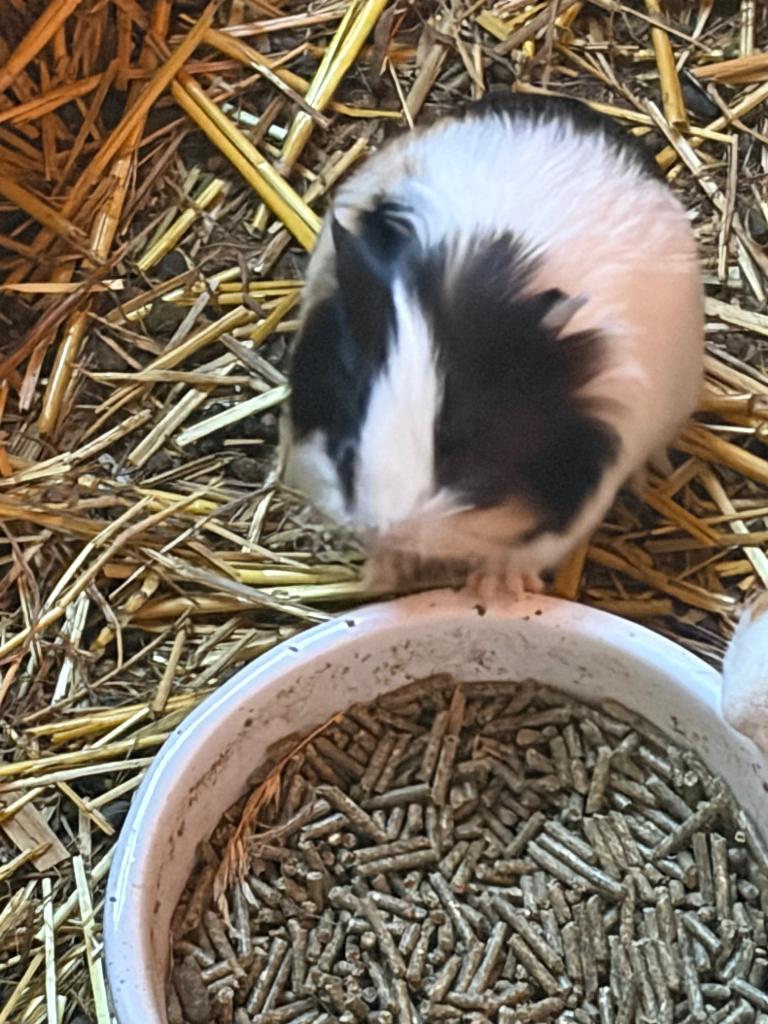 Cavia’s, Februari, Meerdere dieren, Cavia