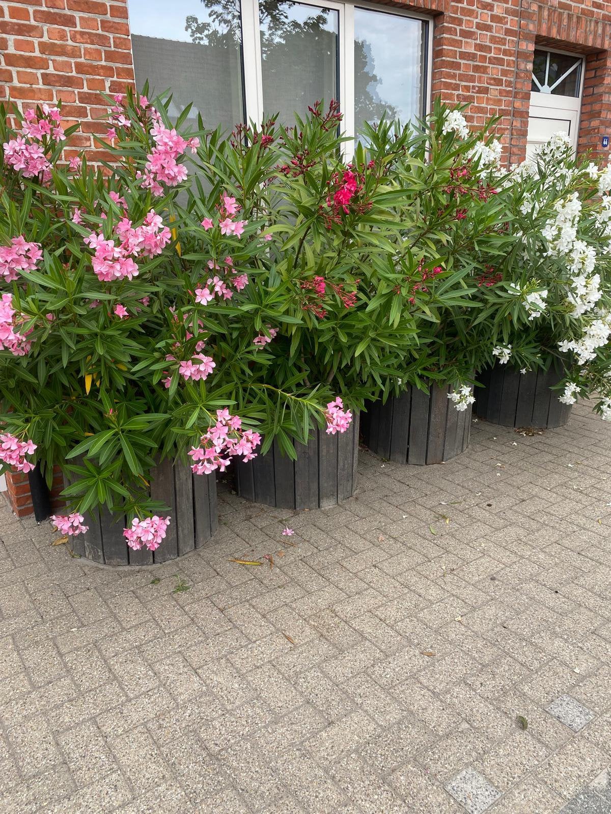 Oleander heel grote struiken, Tuin en Terras, Planten | Bomen, Overige soorten, 100 tot 250 cm, Volle zon, Zomer, In pot, Ophalen