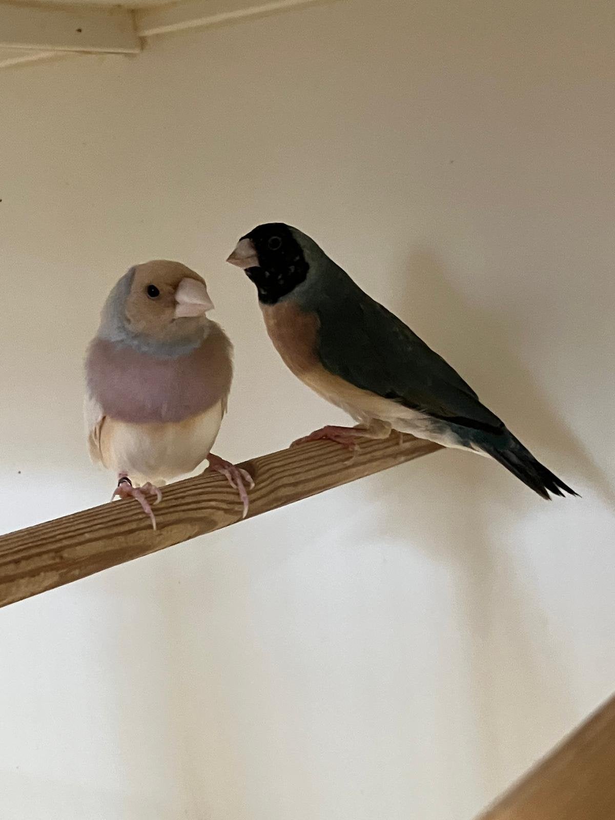 Koppel blauwe gouldamadines