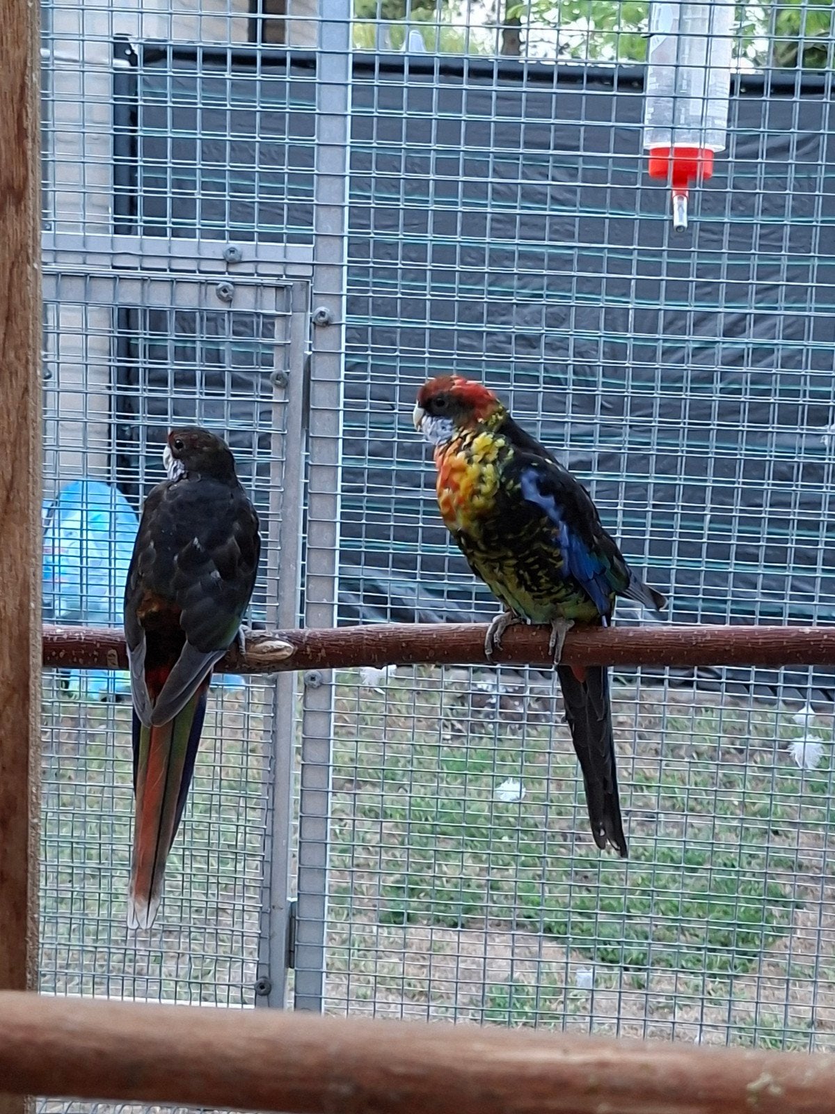Koppel rosella