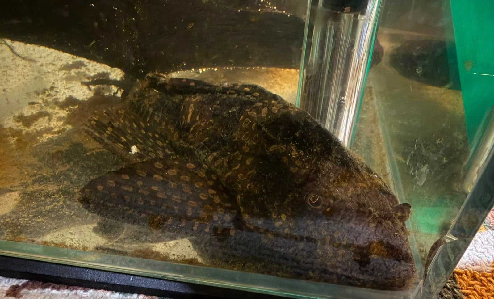 Pleco 15 cm, Overige typen, Zoetwatervis