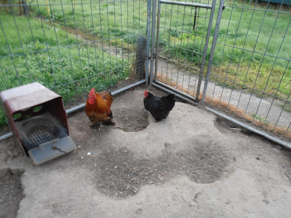 Cochin of ruilen met jonge maranskip., Dieren en Toebehoren