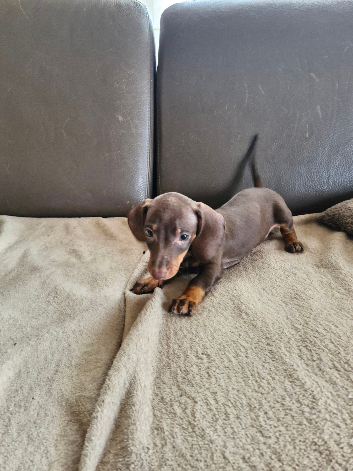 dwerg teckel pup, Dieren en Toebehoren, België, Fokker | Hobbymatig, CDV (hondenziekte), 8 tot 15 weken
