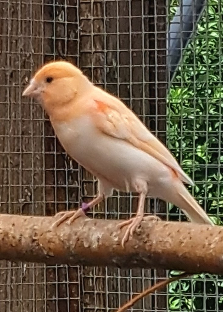 Zeer mooie jonge kanaries !, Plusieurs animaux, Canari de couleur