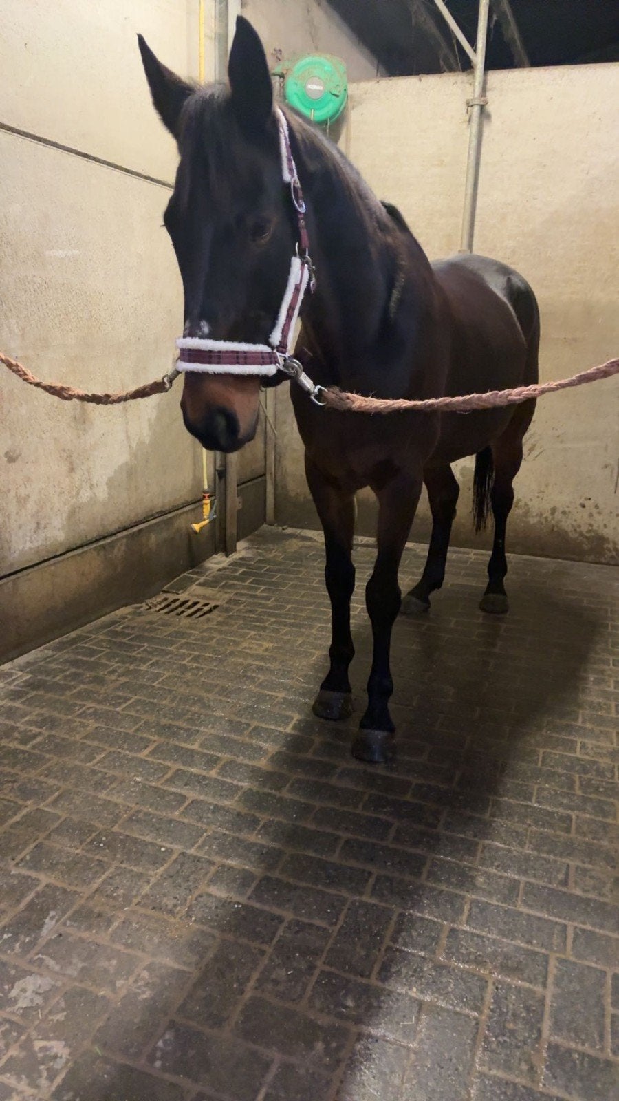 Halve stal/te koop, Vermifugé, B, 11 ans ou plus, Hongre