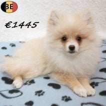 Chiots Spitz crème pleins de douceur à vendre, 15 semaines à 1 an, Commerçant, Loulou, Maladie de Carré (chiens)