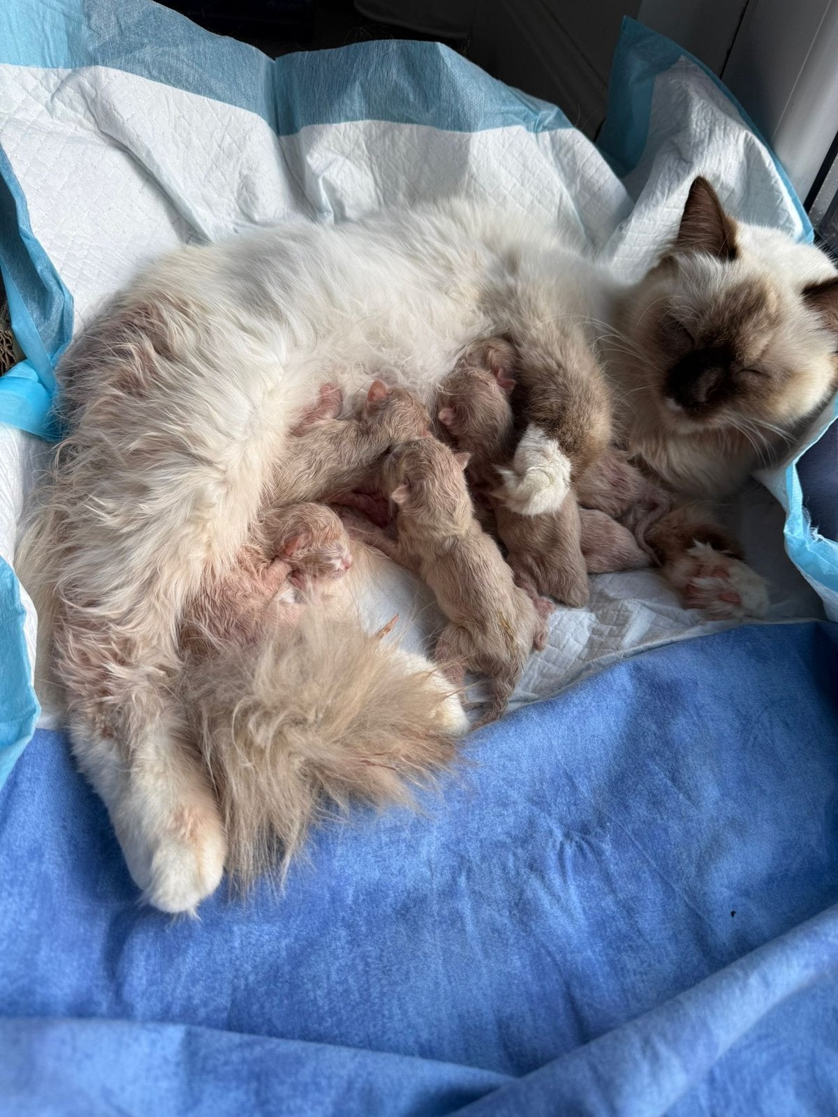 Ragdoll kittens beschikbaar voor reservatie, Animaux & Accessoires, Chats & Chatons | Chats de race | Poil long, Sexe inconnu
