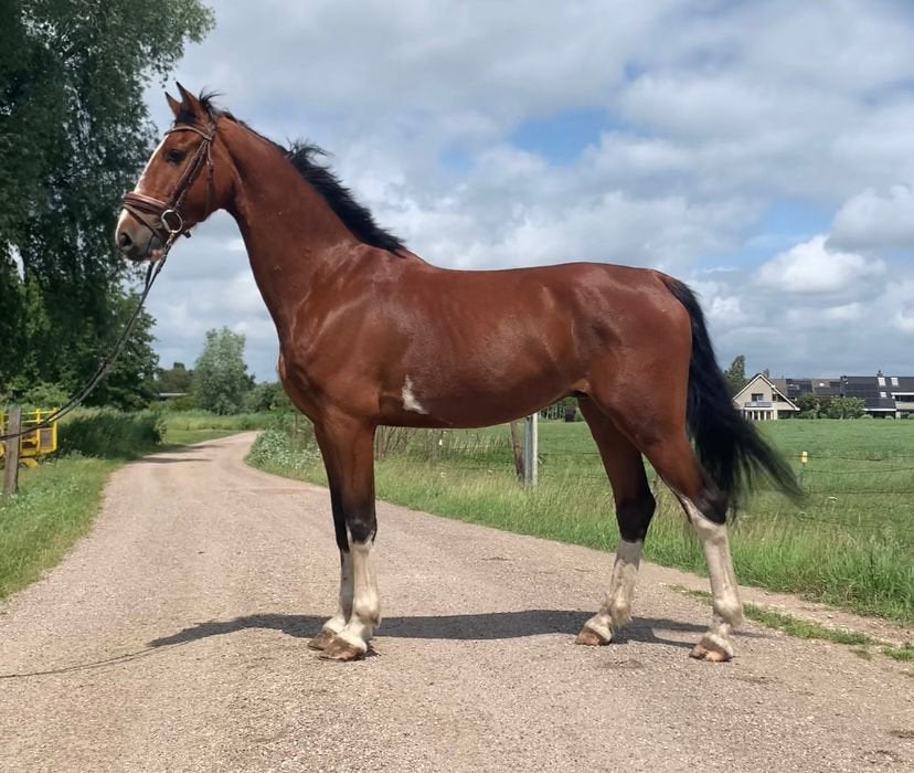 Prachtig kwpn tuigpaard, Hongre, 165 à 170 cm, Cheval d'attelage, Ne s'applique pas