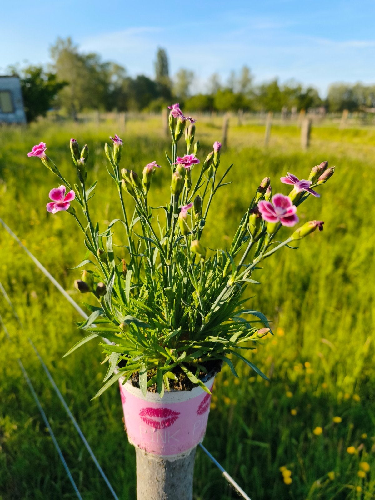 Dianthus 'pink kisses', Tuin en Terras, Ophalen