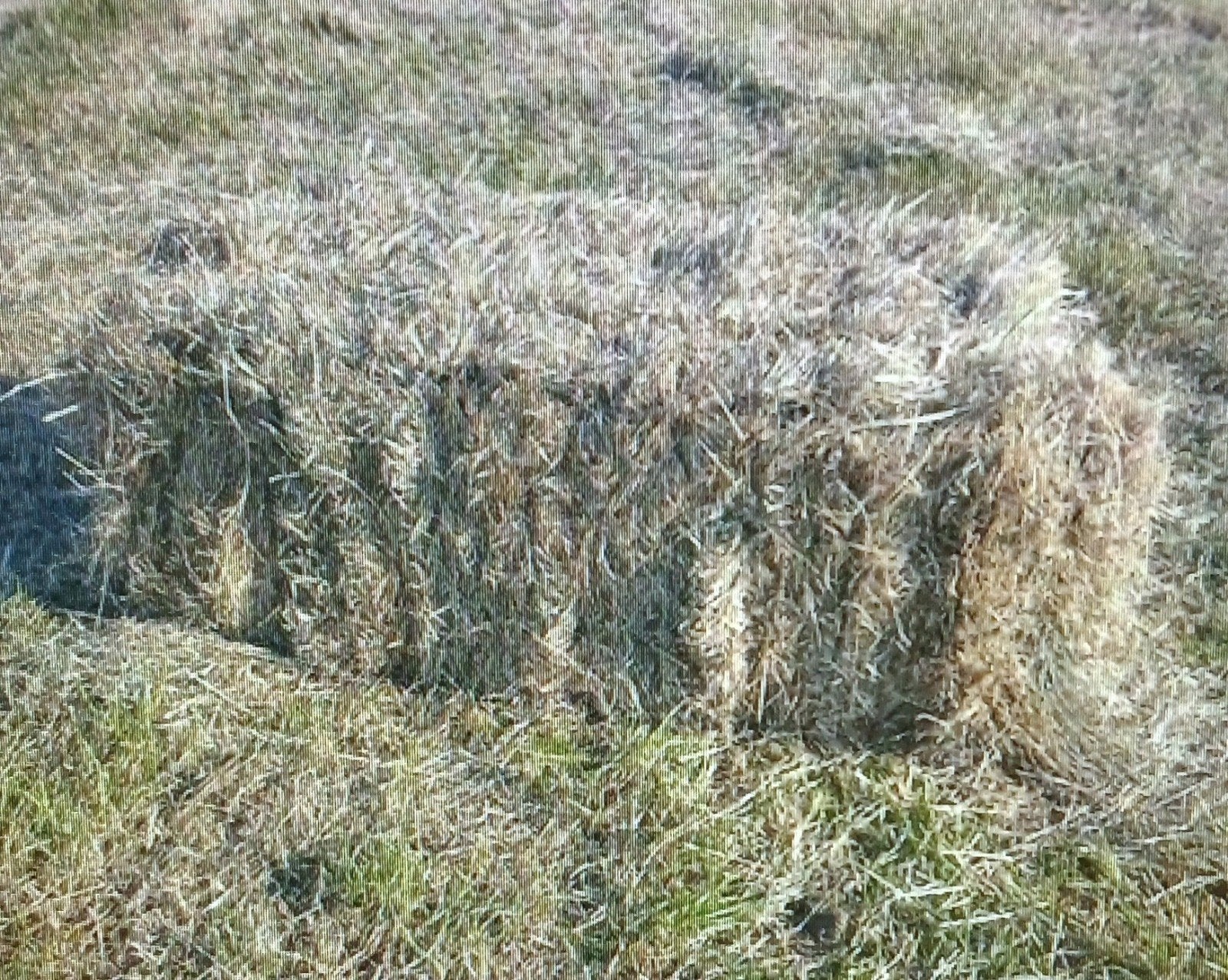 Kleine balen hooi recht van het veld.