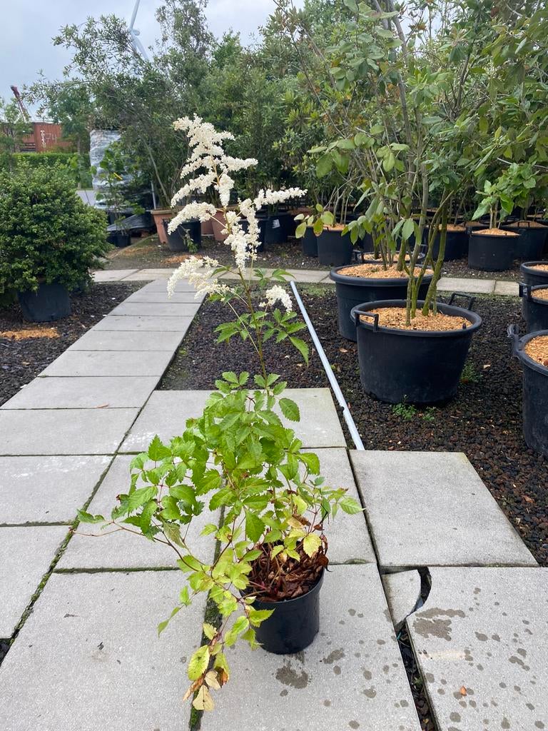 Astilbe thunbergii 'Professor van der Wielen', Vaste Plant, Enlèvement, Plante fixe, Plein soleil