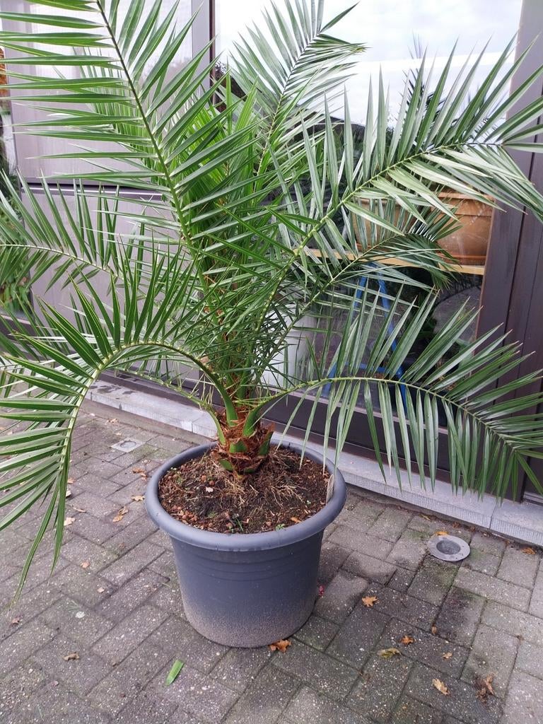 Diverse palmplanten, Tuin en Terras, Ophalen