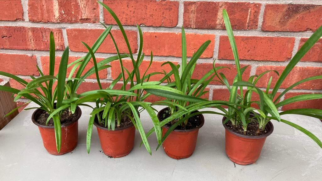 agapanthes, Enlèvement ou Envoi