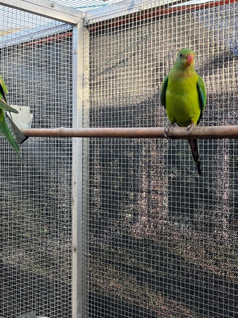 Barabants, Dieren en Toebehoren, Mannelijk, Parkiet, Tam