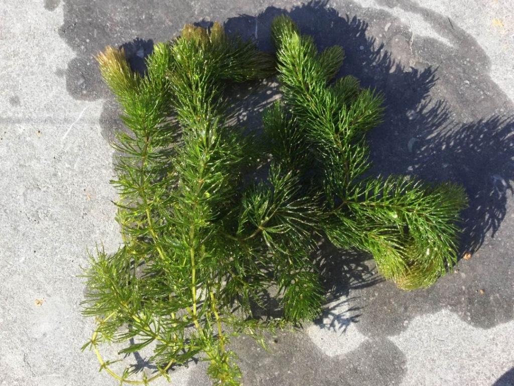 ZUURSTOFPLANT (GEDOORND) HOORNBLAD VOOR VIJVER., Tuin en Terras, Ophalen, Nieuw