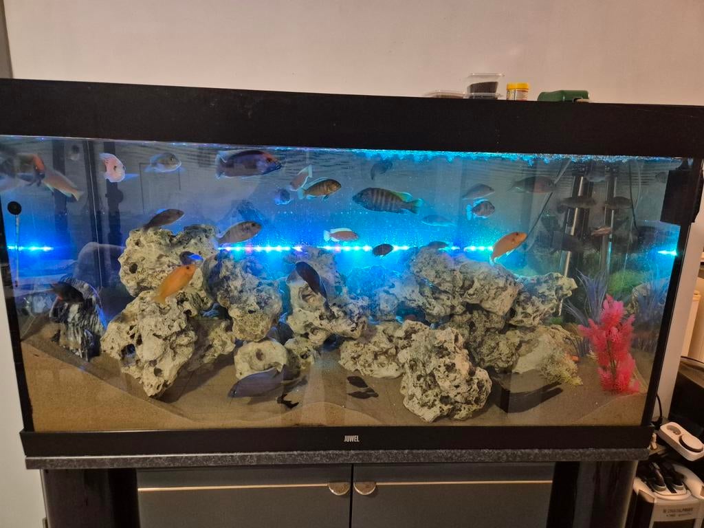 Aquarium 350l met alle toebehoren te koop, Dieren en Toebehoren, Ophalen