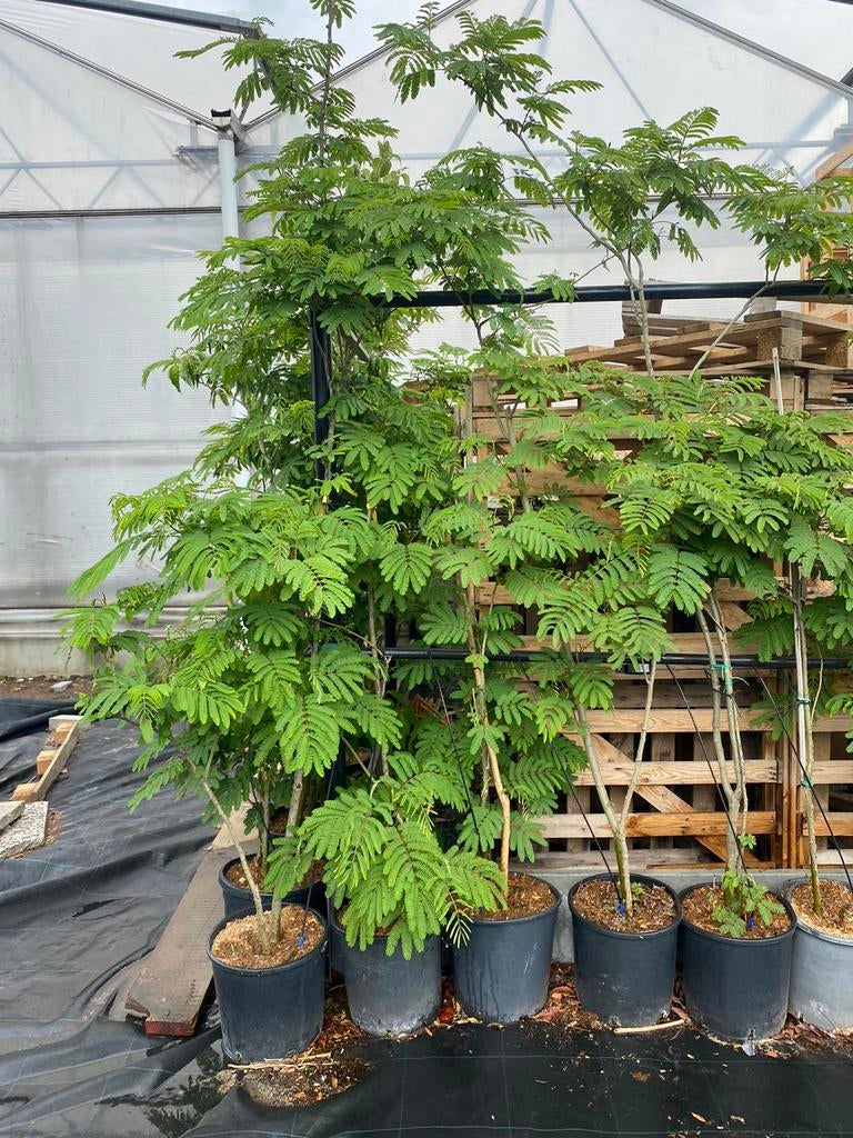 Albizia julibrissin, Solitaire Boom, Tuin en Terras, Planten | Bomen, Ophalen