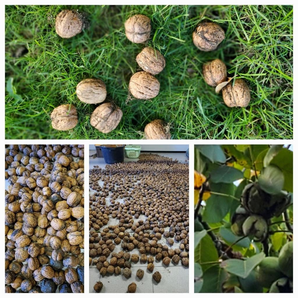 A vendre noix fraîches très gros calibre 5€/kg, Enlèvement