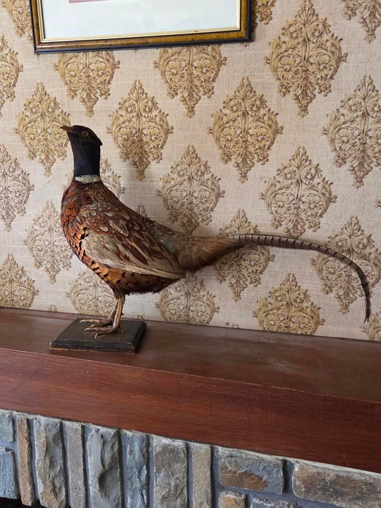 Taxidermie superbe coq faisan, Collections, Collections Animaux, Enlèvement, Comme neuf