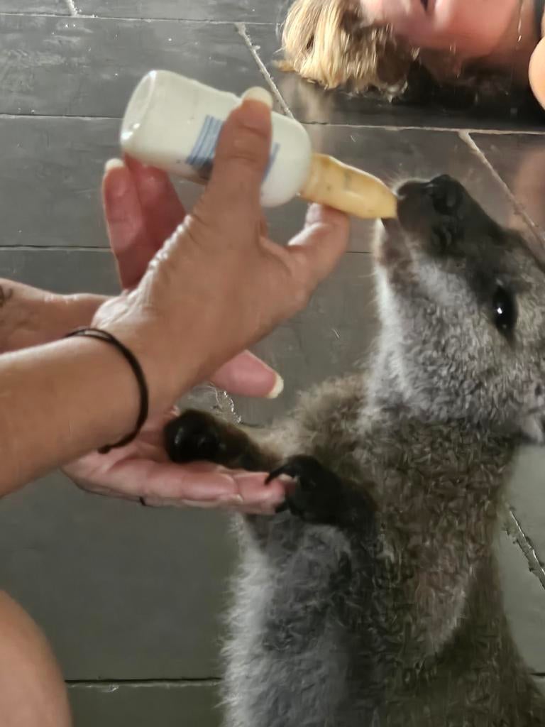 Ik breng wallaby's kangoeroe op met de fles, Dieren en Toebehoren, Knaagdieren, Geslacht onbekend, Overige typen, Maart
