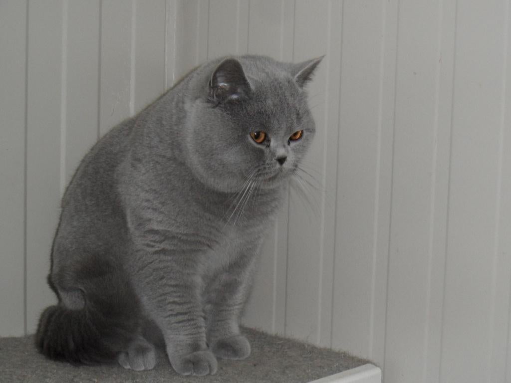 Brits korthaar Dekkater, Dieren en Toebehoren