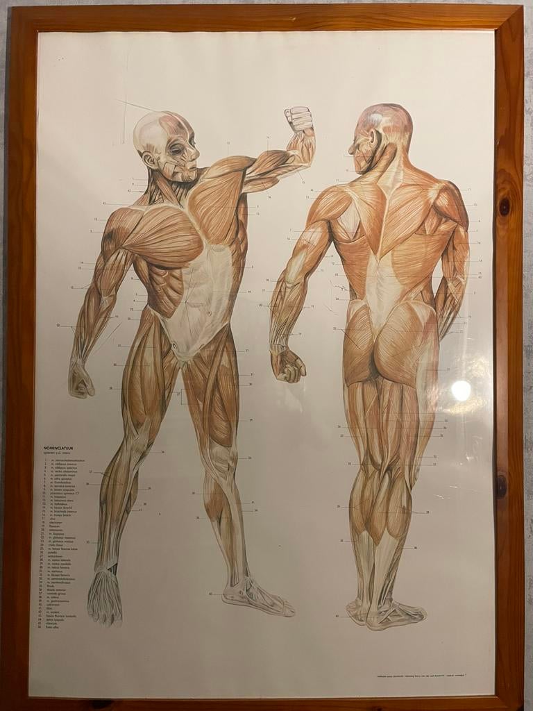 affiche anatomique vintage du système musculaire humain., Collections, Posters & Affiches, Comme neuf, Autres sujets/thèmes, Affiche ou Poster pour porte ou plus grand