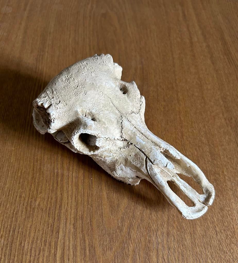 Dierenschedel aquarium, Dieren en Toebehoren, Ophalen of Verzenden, Gebruikt