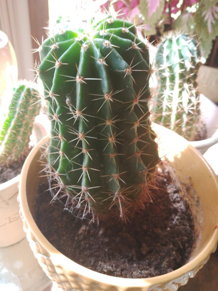 Cactus, Huis en Inrichting, Kamerplanten, Ophalen, Cactus