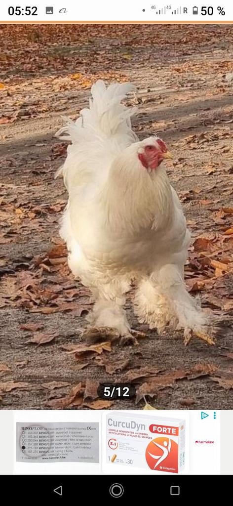 Cherche des œufs fécondés de Brahma d'un blanc pur éclatant