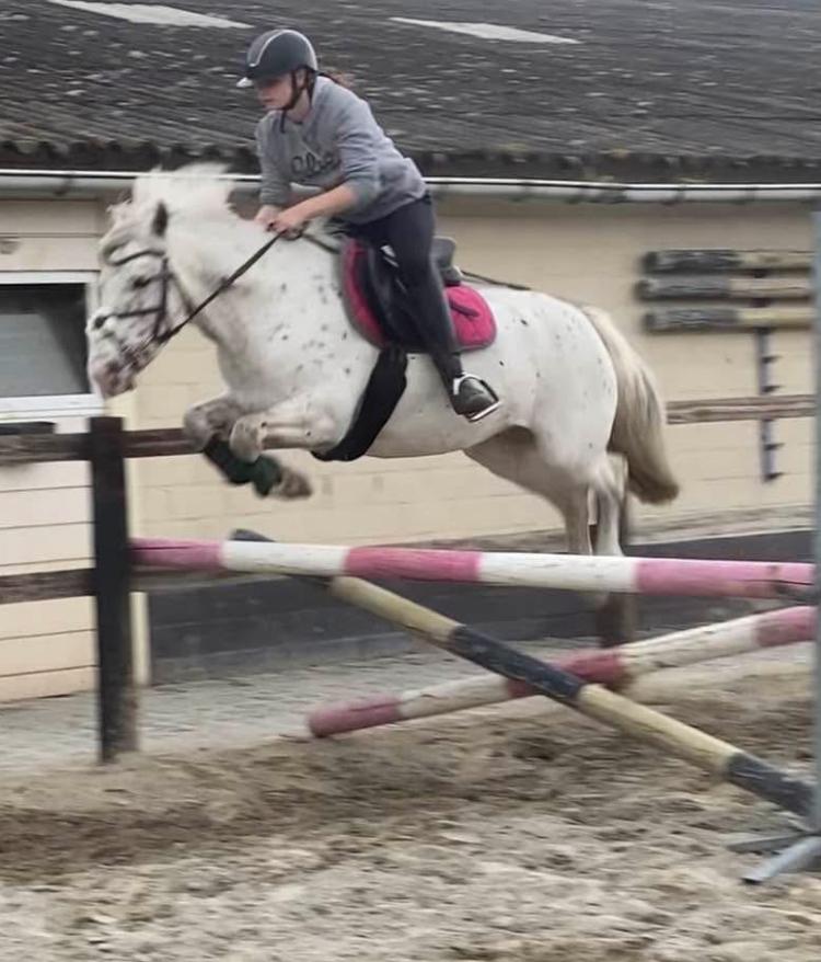 Drachtige wedstrijdpony ( apaloosa), Animaux & Accessoires, Poneys, M, Poney D (1.37 m à 1.48m), Poney de saut, 7 à 10 ans