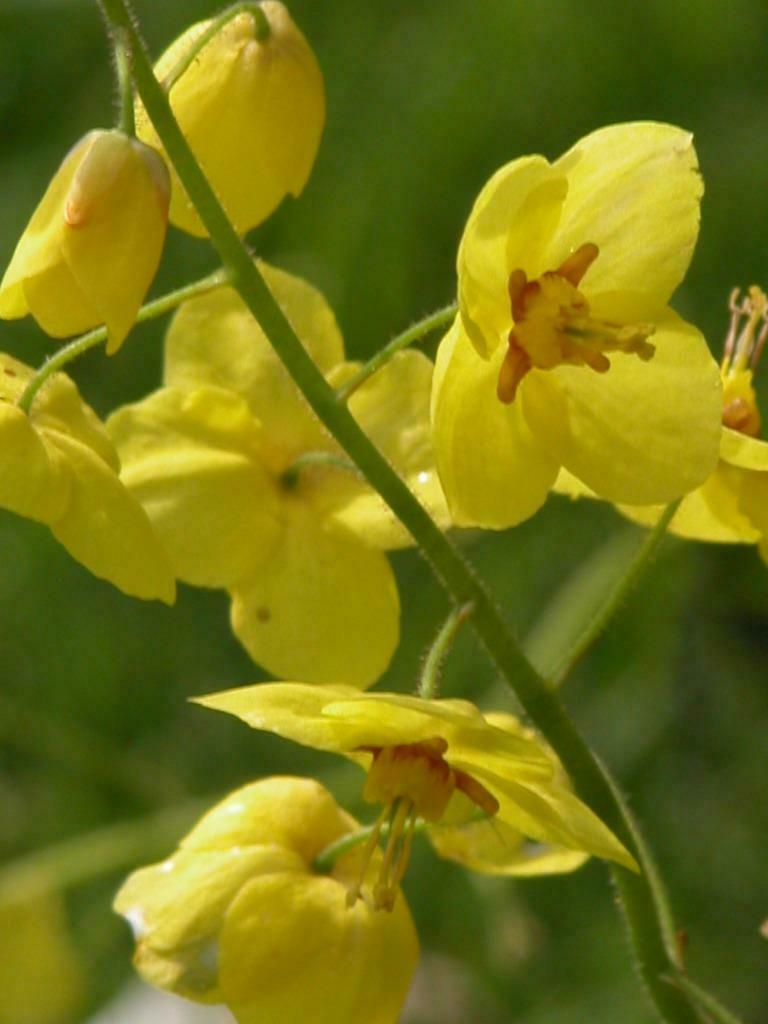 ephemedium pinnotum lichtgeel, Enlèvement, Printemps
